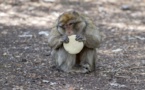 Landes: quelque 150 macaques porteurs d'un herpès mortel pour l'homme euthanasiés