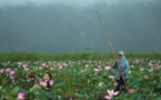 En Thaïlande, retour miraculeux des lotus sacrés