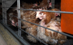 L214 met en cause un élevage de poules vendéen et interpelle Panzani