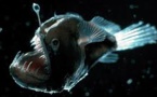Australie: pêche fantastique dans les abysses