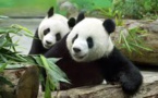 Deux pandas géants font leurs premiers pas aux Pays-Bas