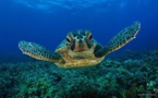 Médicaments et herbicides dans le sang des tortues de la Grande barrière