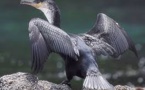 Malformations osseuses: espoir de nouveaux traitements grâce aux cormorans des Galapagos