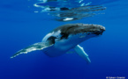 Les premières baleines à bosse de la saison sont arrivées !