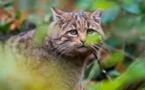 Australie: une immense clôture contre les chats