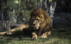 Virée en voiture avec sa lionne: un habitant de Karachi arrêté