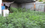 406 plants de cannabis découverts à Punaauia