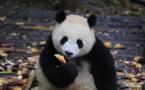 Deux pandas "ambassadeurs" de Chine arrivent à Berlin