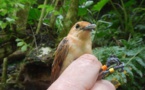 Réunion : tout savoir sur le monarque de Tahiti