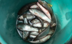 Santé contre tradition: les médecins thaïs combattent un plat de poisson cancérigène