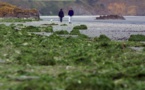 Algues vertes en Côtes-d'Armor: des plages fermées, de nouvelles zones à risques signalées