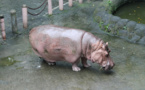 Bertha, doyenne probable des hippopotames, est morte à 65 ans