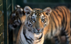 Nouvelle vie en France pour trois tigres secourus au Liban