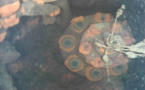 Fukushima : un robot parvient à inspecter l'enceinte d'un réacteur saccagé