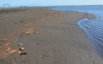 Mahina : les poissons meurent à la Pointe Vénus