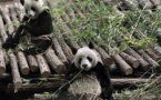 Zoo de Beauval : pour la première fois, une femelle panda en gestation en France