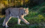 Manche: un félin en liberté signalé, la préfecture met en garde la population