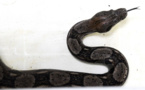 Attaquée par son boa, elle appelle les pompiers, qui décapitent le serpent