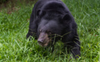 Suède: un ours tue un soigneur dans un parc animalier