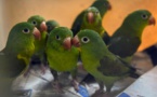 1.000 animaux morts trouvés dans un local commercial près de Los Angeles