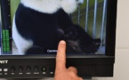 Naissance de pandas jumeaux: le zoo de Beauval entre joie et tristesse après la mort d'un des petits