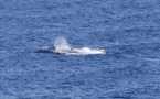 Australie: une baleine heurte un bateau et blesse des passagers