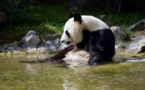 Le zoo de Beauval aux petits soins pour le premier bébé panda de France