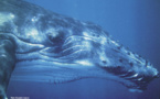 Baleines et dauphins, un lien étroit avec le peuple ma’ohi