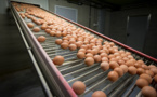 Oeufs contaminés: des tests menés sur la viande de poulet, le scandale s'étend
