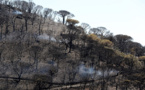 Saint-Tropez: après les incendies, des aides pour restaurer un paysage unique