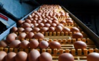 L'Espagne découvre à son tour des ovoproduits contaminés au fipronil