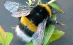 Les bourdons menacés d'extinction par un pesticide néonicotinoïde (étude)