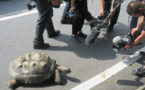Japon: une tortue géante retrouvée à 140m du zoo après une escapade de deux semaines