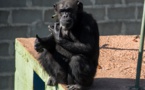 Une chimpanzée déprimée se refait une santé au Brésil