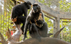 Touchante histoire d'amour maternel entre une macaque et un poulet