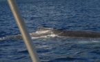 Moorea : La sortie baleine finit sur le récif, 8 blessés légers