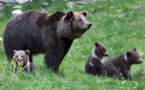Ours dans les Pyrénées: enquête après l'agression de quatre agents publics en Ariège