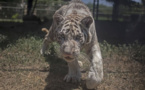 Petite leçon de chasse à destination des félins nés en captivité