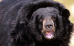 Canada: un ours attaque un chasseur à l'arc dans un arbre