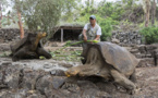 Au Galapagos, un programme de reproduction pour des tortues éteintes