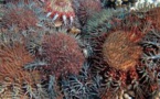 Un gastéropode géant contre l'étoile de mer dévoreuse de coraux