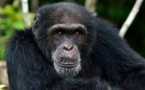 Ponso, dernier survivant de l'île aux chimpanzés en Côte d'Ivoire