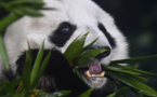 La population de pandas grandit, pas leur territoire