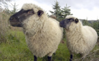 Les moutons aiment-ils courir ou non?