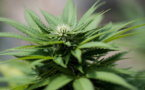 La légalisation du cannabis peut faire augmenter la consommation