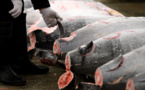 Thon rouge: les ONG s'alarment d'une éventuelle forte hausse des quotas de pêche