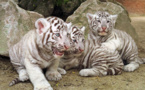 Inde : un gardien tué par deux petits tigres blancs