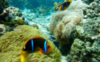 "Les anémones blanchissent, les poissons-clowns pâtissent", alarme le Criobe