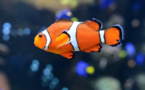 Climat: "Nemo", stressé par le blanchiment de son anémone, pond moins