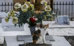 Pacte avec le diable? Quand des chats veillent sur une tombe en Colombie